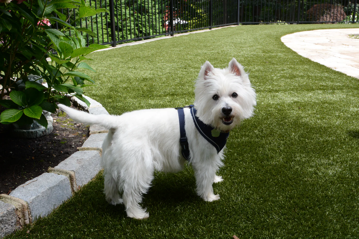 Pet Turf for Multi-Family Properties and Dog Parks in Asheville